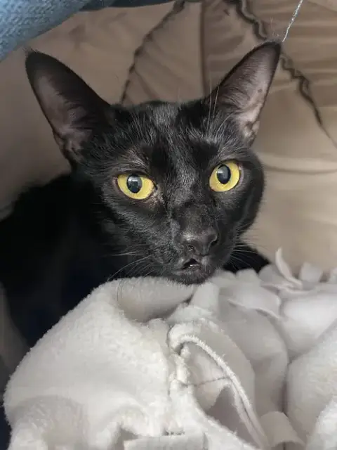 Nala Rm photo 2