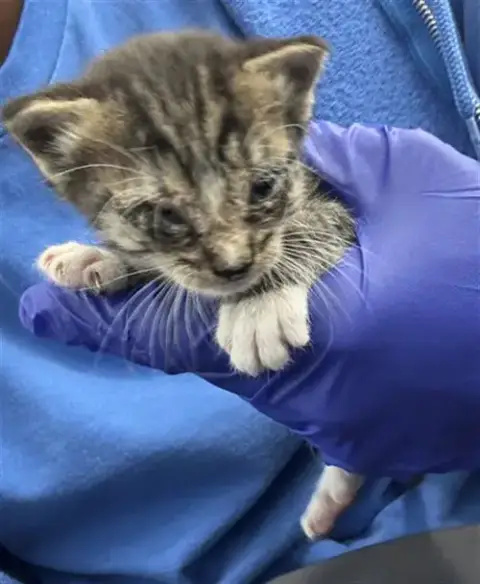 Beau
