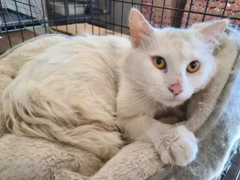 Falkor Ii