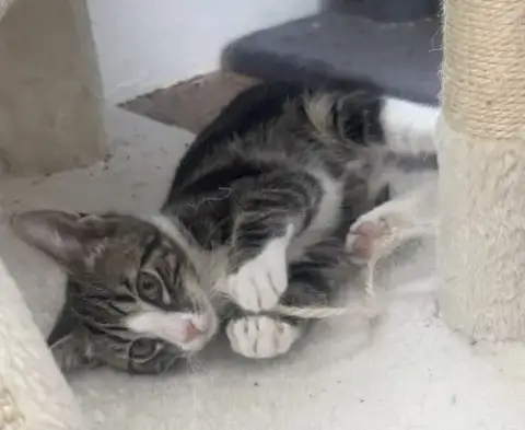 Flint *In Foster*