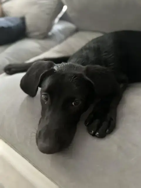 Buddy photo 2