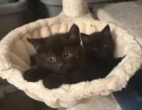 Raven Kitten photo 3