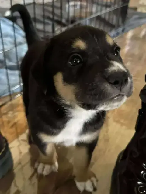 Rolo