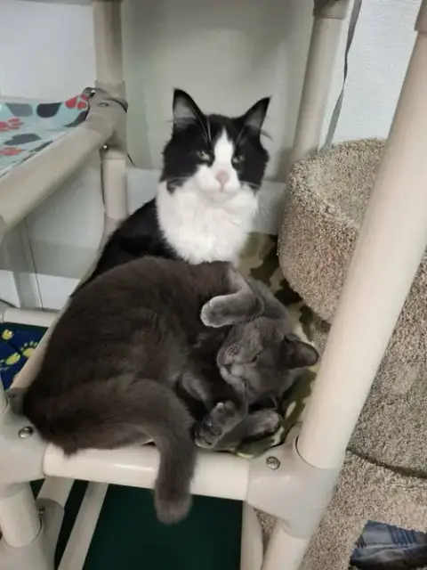 Little Gray And Little Girl photo 4