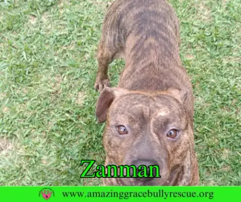 Zanman photo 5