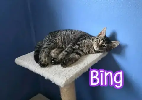 Bing photo 4