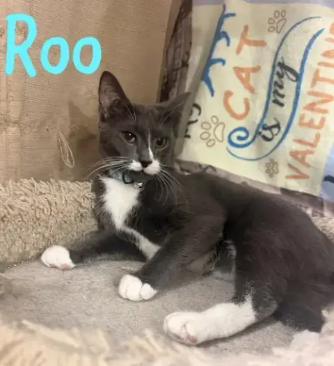 Roo