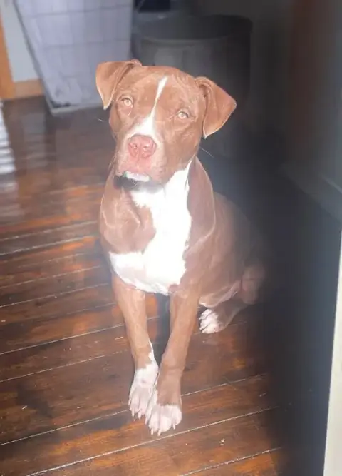 Nova