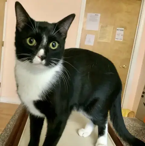 Mittens