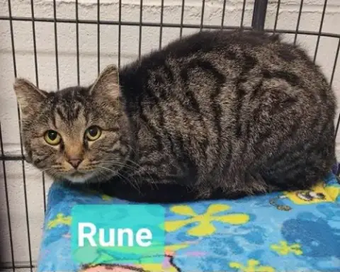 Rune photo 3