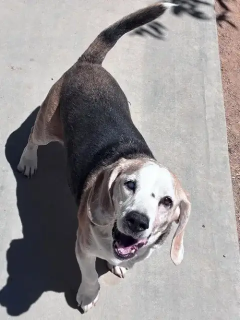Solo-Sweet Senior! Adopted 6/7/26 photo 3