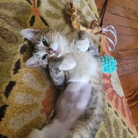 Juno photo 2