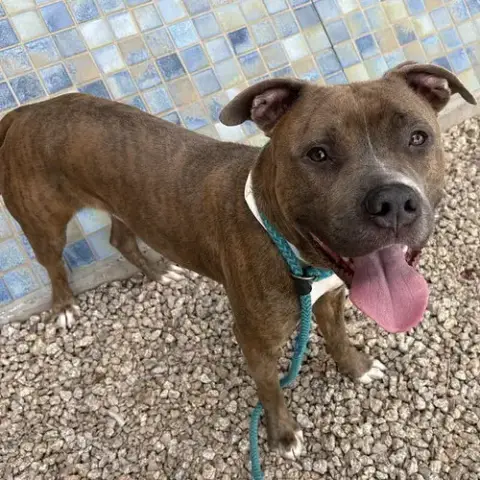 Koa