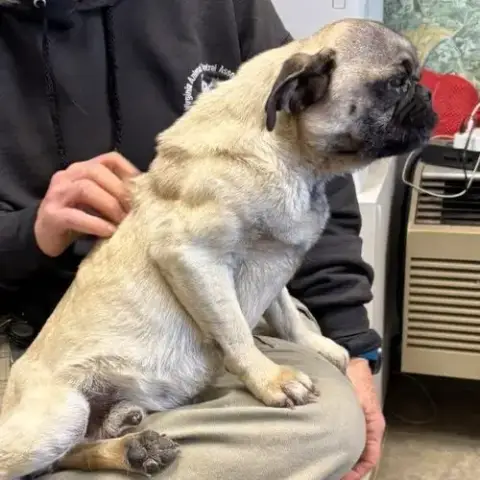 Pugsley: Not At Shelter photo 3