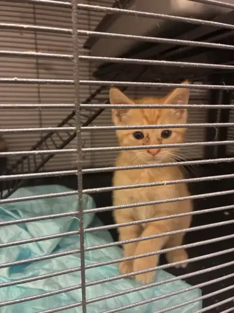 Kittens photo 2