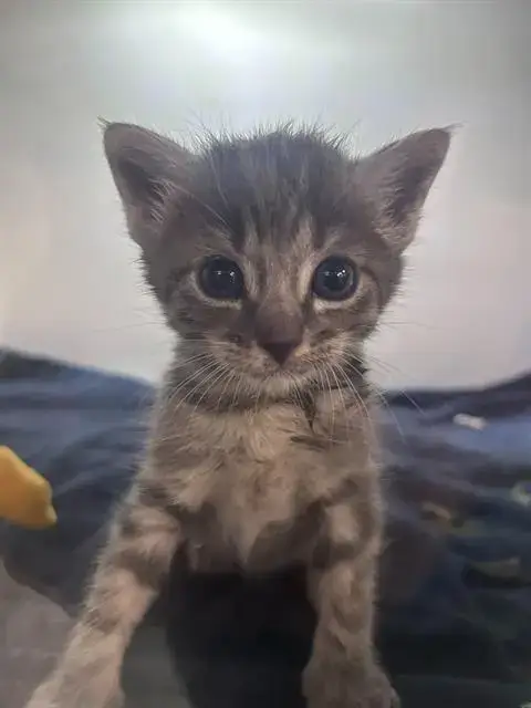 Merlin