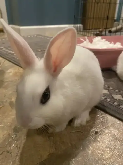 Luna'S Comet Rabbit photo 2
