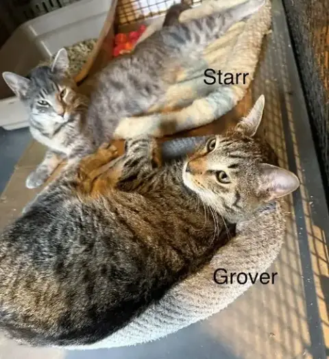 Starr