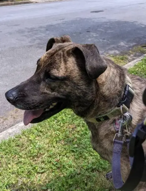 Lola *Urgent Foster Needed Too! photo 3