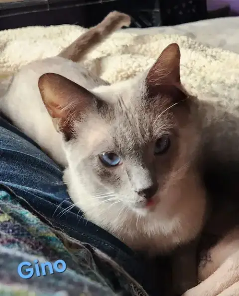 Gino