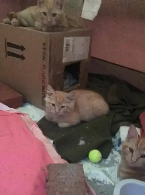 Sergeant Becker photo 2