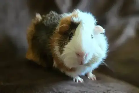 Cornelius & Harper photo 3