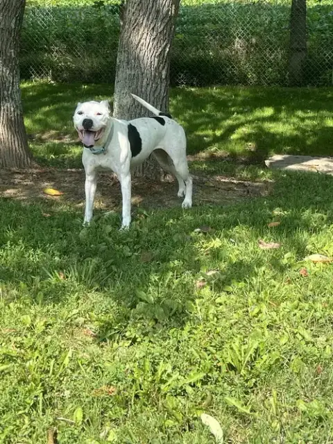 Maisy