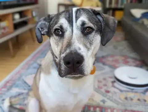 Ruger