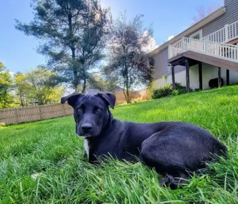 Zoey photo 3
