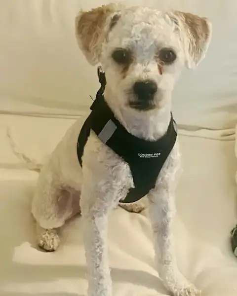 Barney photo 3