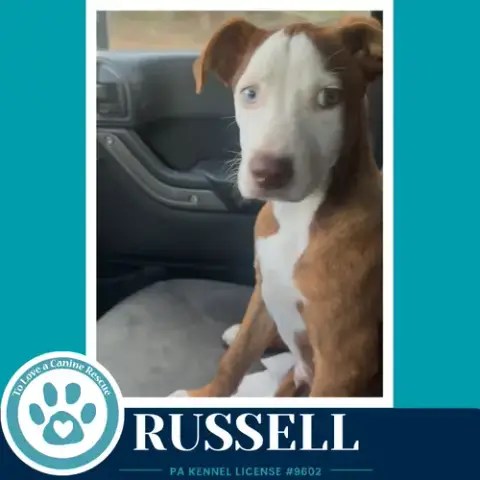 Russell 053026 photo 2