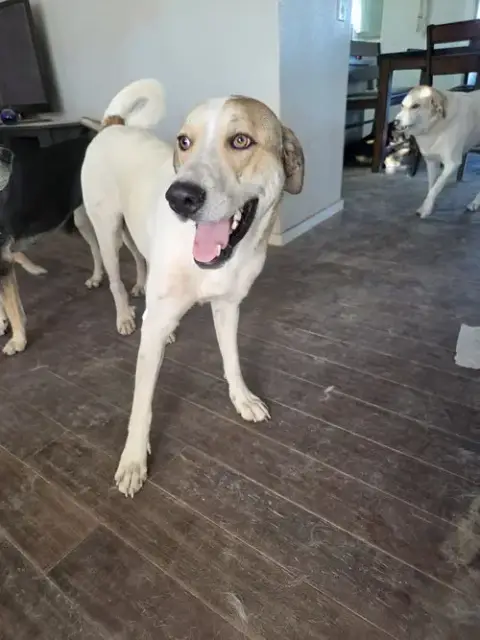 Brutus #3