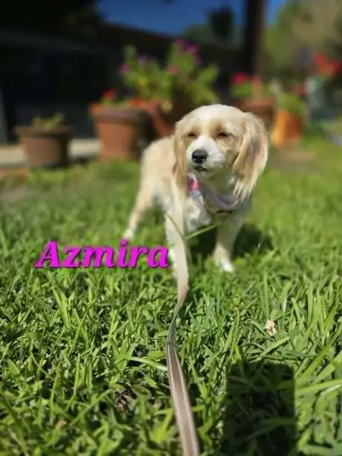 Azmira photo 3