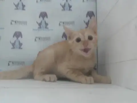 *Ed