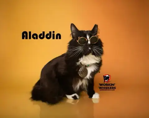 Aladdin