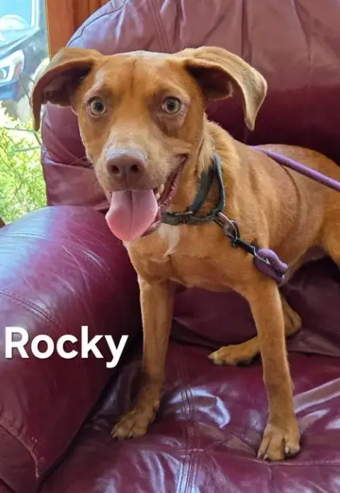 Rocky photo 3