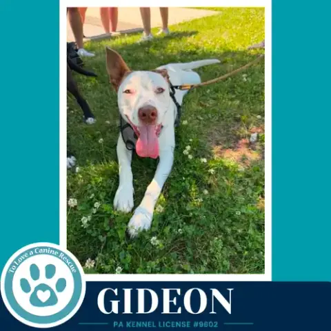 Gideon photo 2