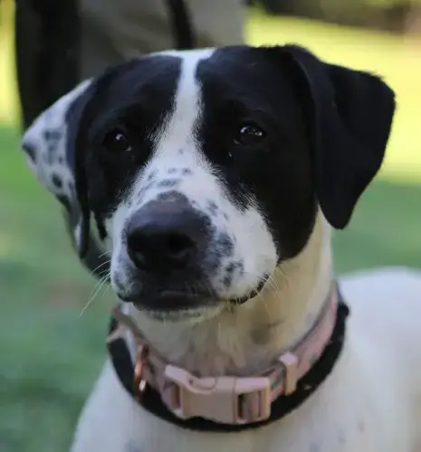 Dottie *Urgent Foster/Adopter Needed! photo 4