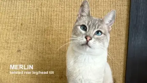 Merlin