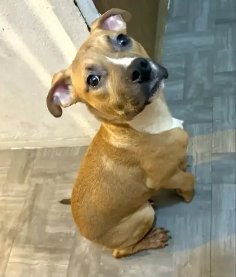 Baby Staxx -“Silly Boy” photo 3