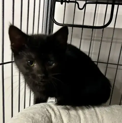 Rye