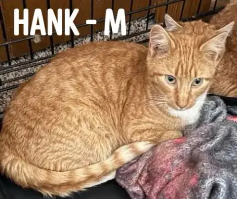 Hank photo 5