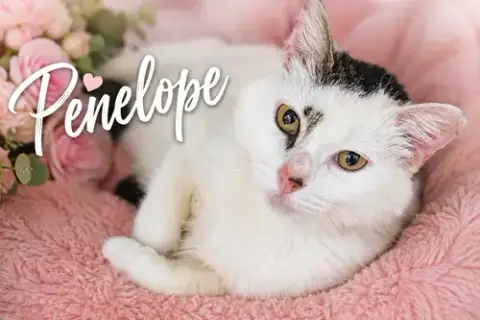 Penelope