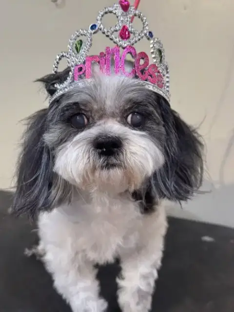 Princess