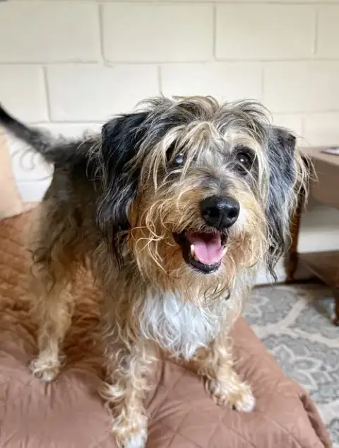 Shaggy