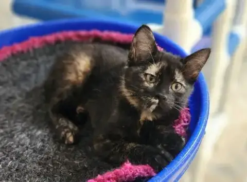Kitten 27772