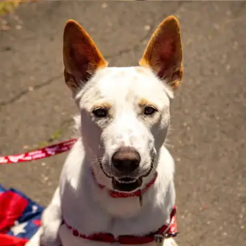 Milo photo 4