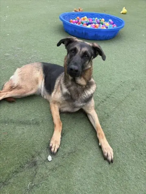 Lassie
