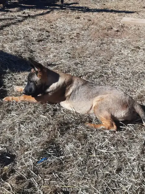 Animaniacs Litter photo 4
