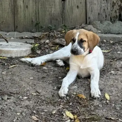 Daisy photo 3